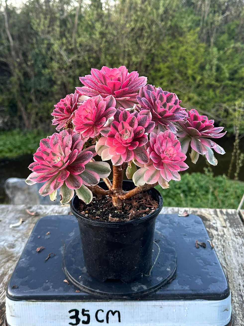 Thumbnail: AEONIUM-UNIQUE 101-PINK WITCH VARIEGATED