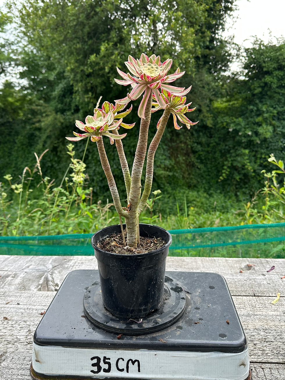 Thumbnail: 20 ON SALE-AEONIUM-UNIQUE 28-RUBROLINEATUM VARIEGATED