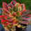 Thumbnail: AEONIUM-PINK WITCH SILK VARIEGATED-S
