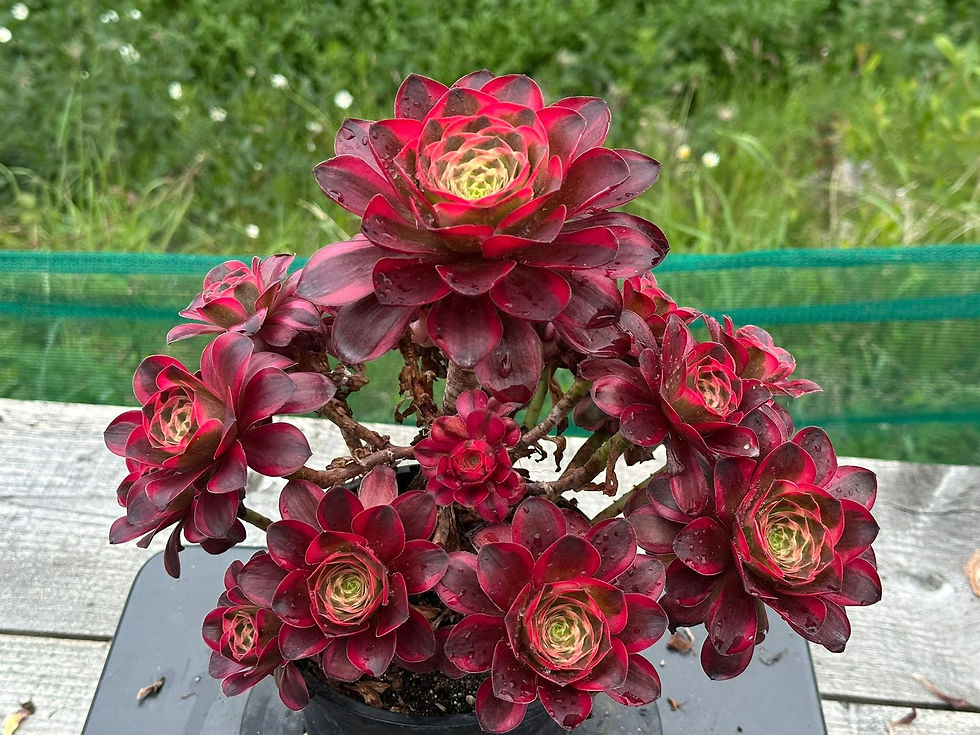 Thumbnail: AEONIUM-UNIQUE 8-CHARM ROSE VARIEGATED