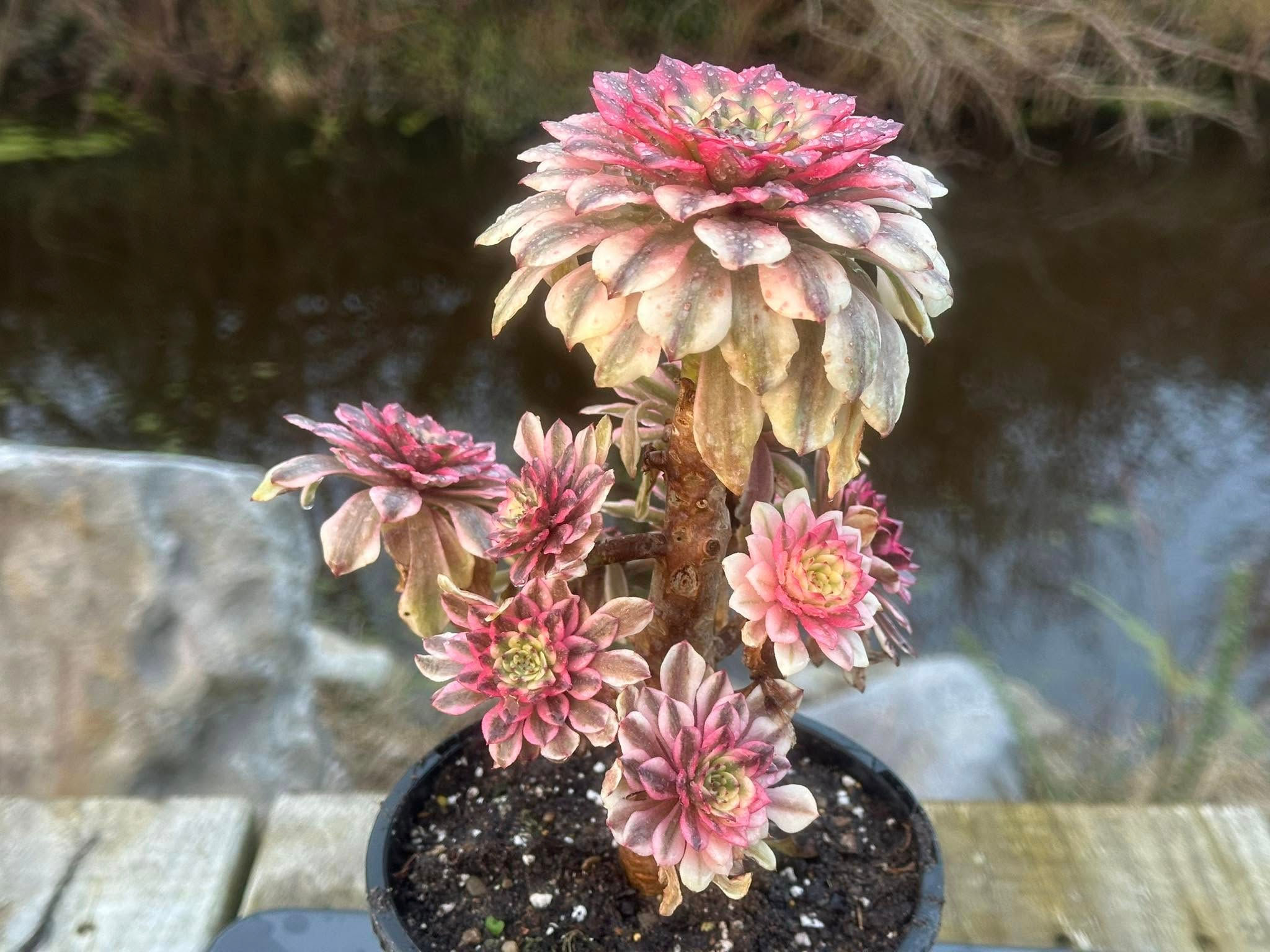 UNIQUE 4-OIL PAINTING GIRL VARIEGATED