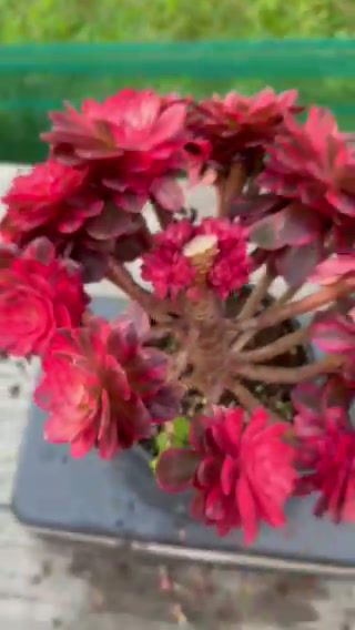 Thumbnail: 18 ON SALE-AEONIUM-UNIQUE 13-BLACK DEVIL RAINBOW VARIEGATED