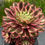 Thumbnail: AEONIUM-UNIQUE 5-PINK INK VARIEGATED