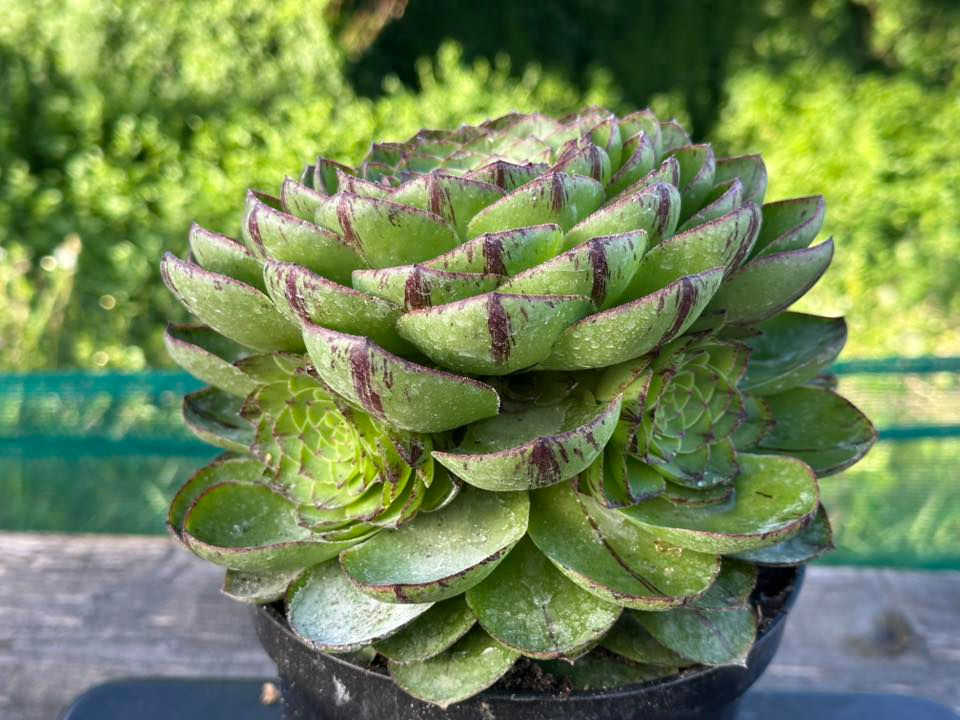 Thumbnail: AEONIUM-UNIQUE 4-JURASSIC VARIEGATED