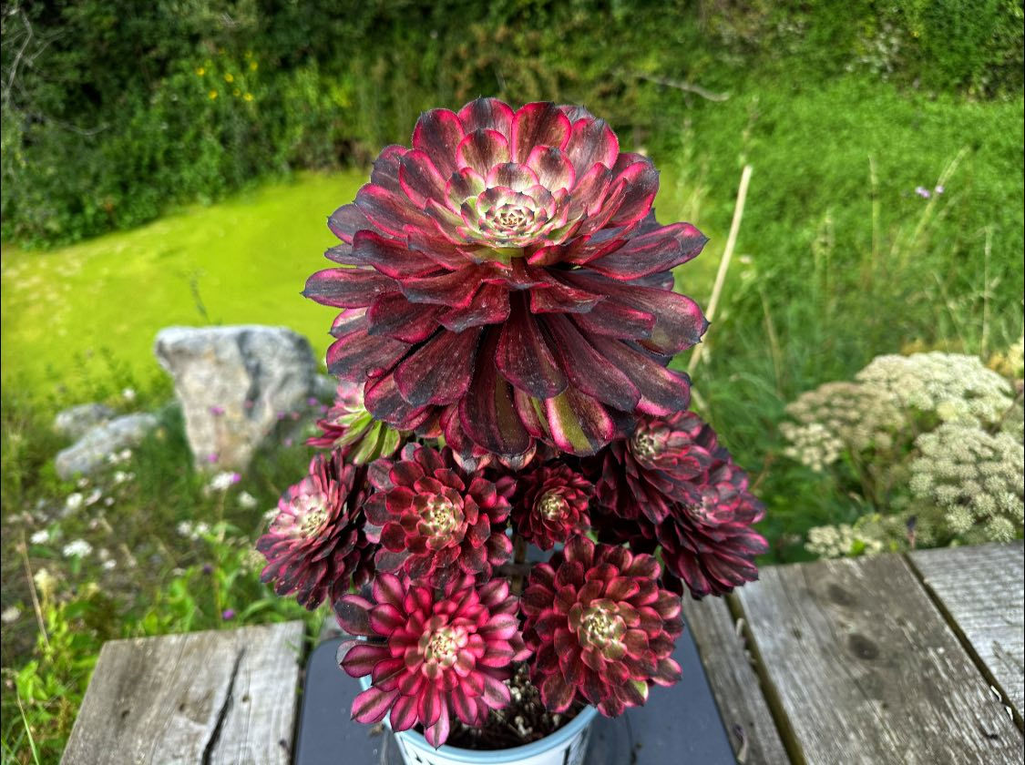AEONIUM-UNIQUE 8-OIL PAINTING VARIEGATED