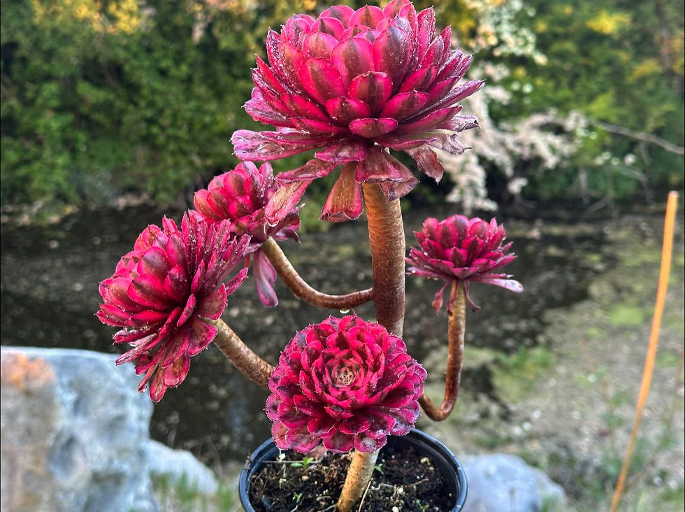 Thumbnail: AEONIUM-UNIQUE 10-MOONLIGHT VARIEGATED