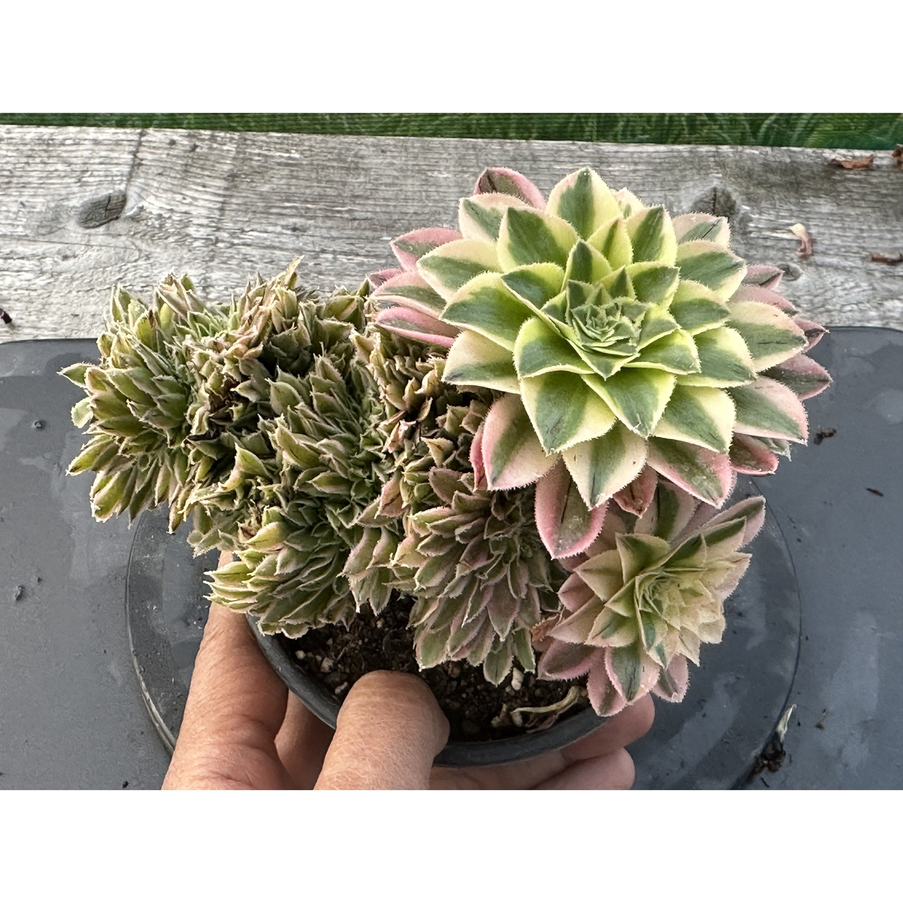 17 ON SALE-AEONIUM-UNIQUE 31-STARRY SKY VARIEGATED  CRESTED