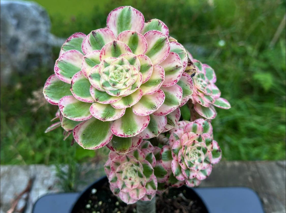 Thumbnail: AEONIUM-UNIQUE 16-RUBROLINEATUM VARIEGATED