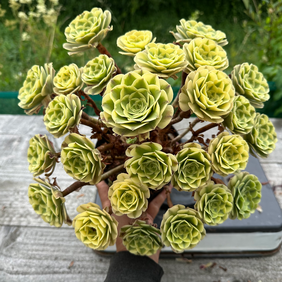 Thumbnail: 21 ON SALE-AEONIUM-UNIQUE 38-GREEN MEDUSA VARIEGATED