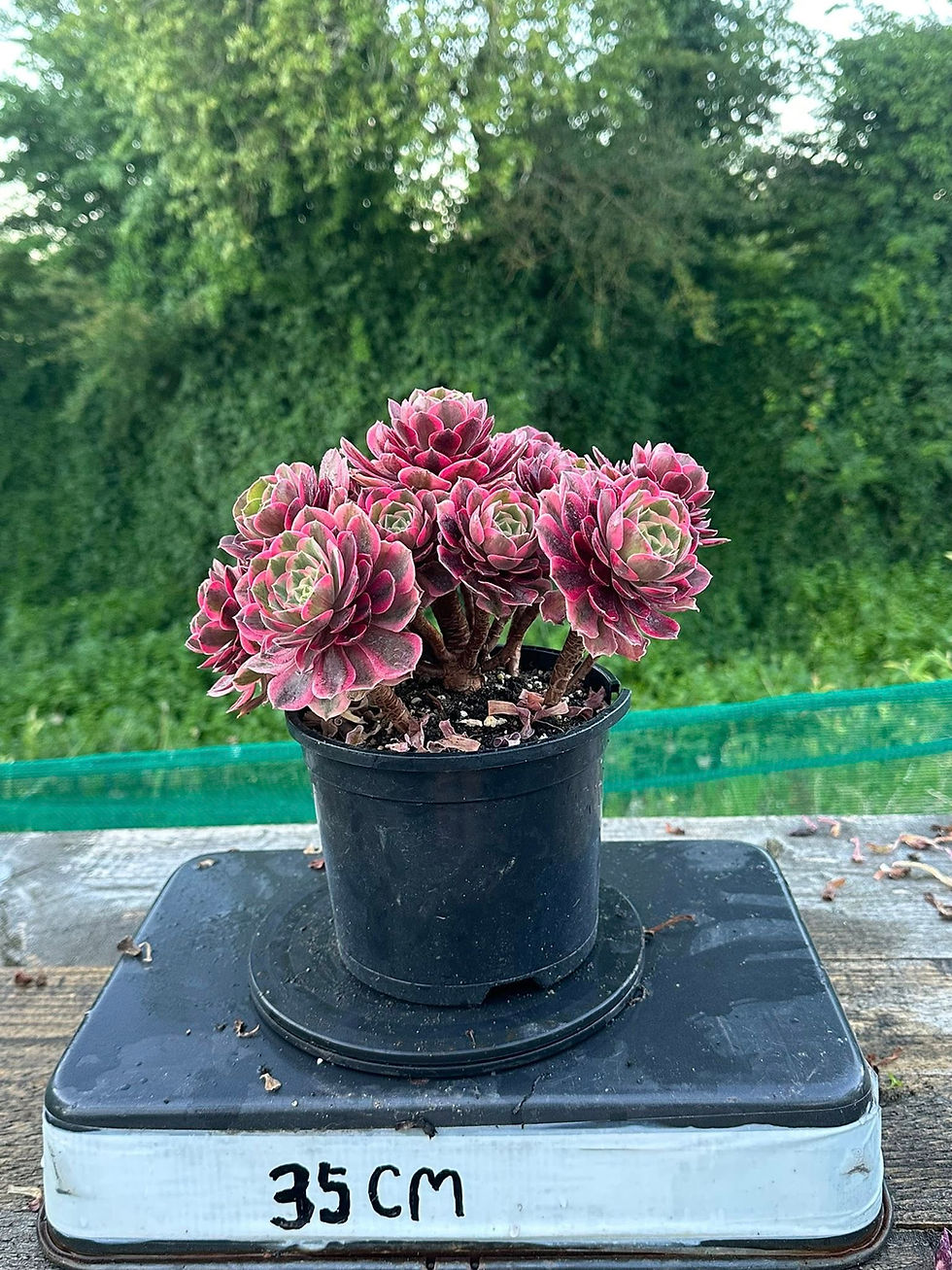 Thumbnail: AEONIUM-UNIQUE 16-PEACH BLOSSOM VARIEGATED