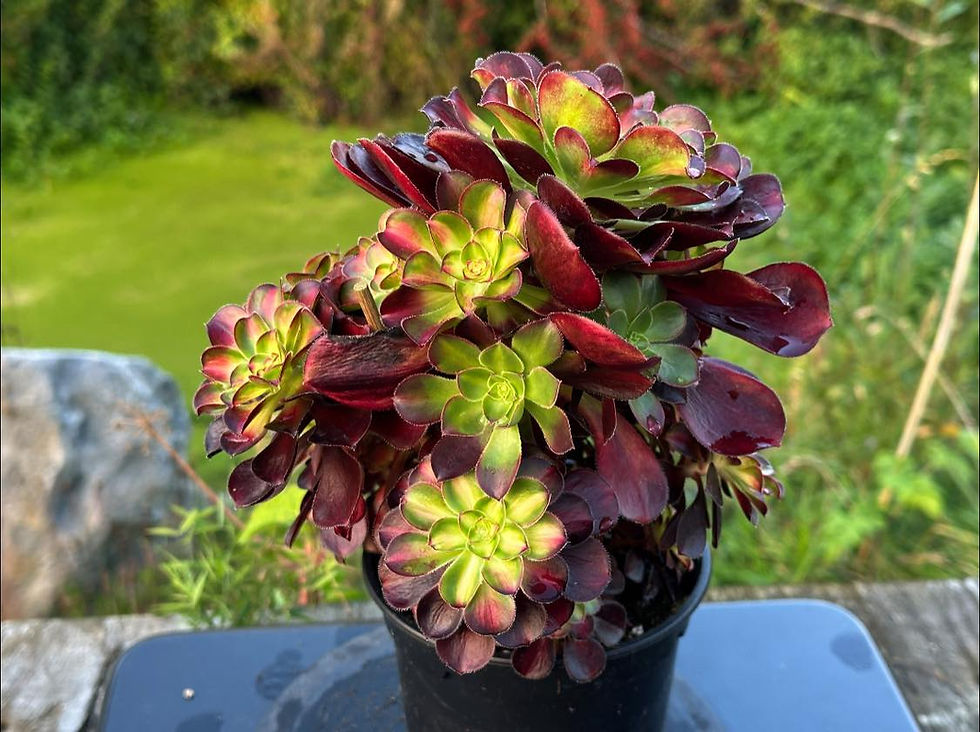 Thumbnail: AEONIUM-UNIQUE 14-CHARM VARIEGATED