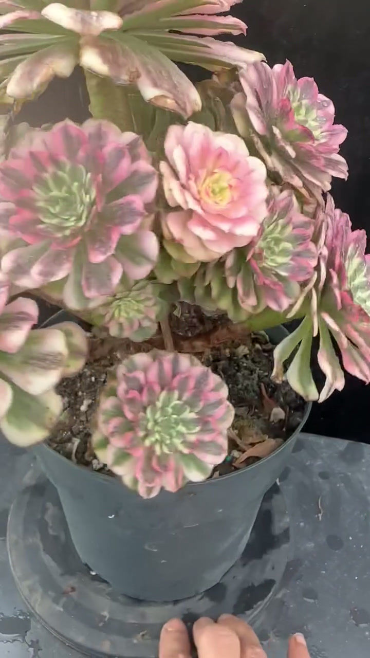 Thumbnail: AEONIUM-UNIQUE 5-PINK PEONY VARIEGATED