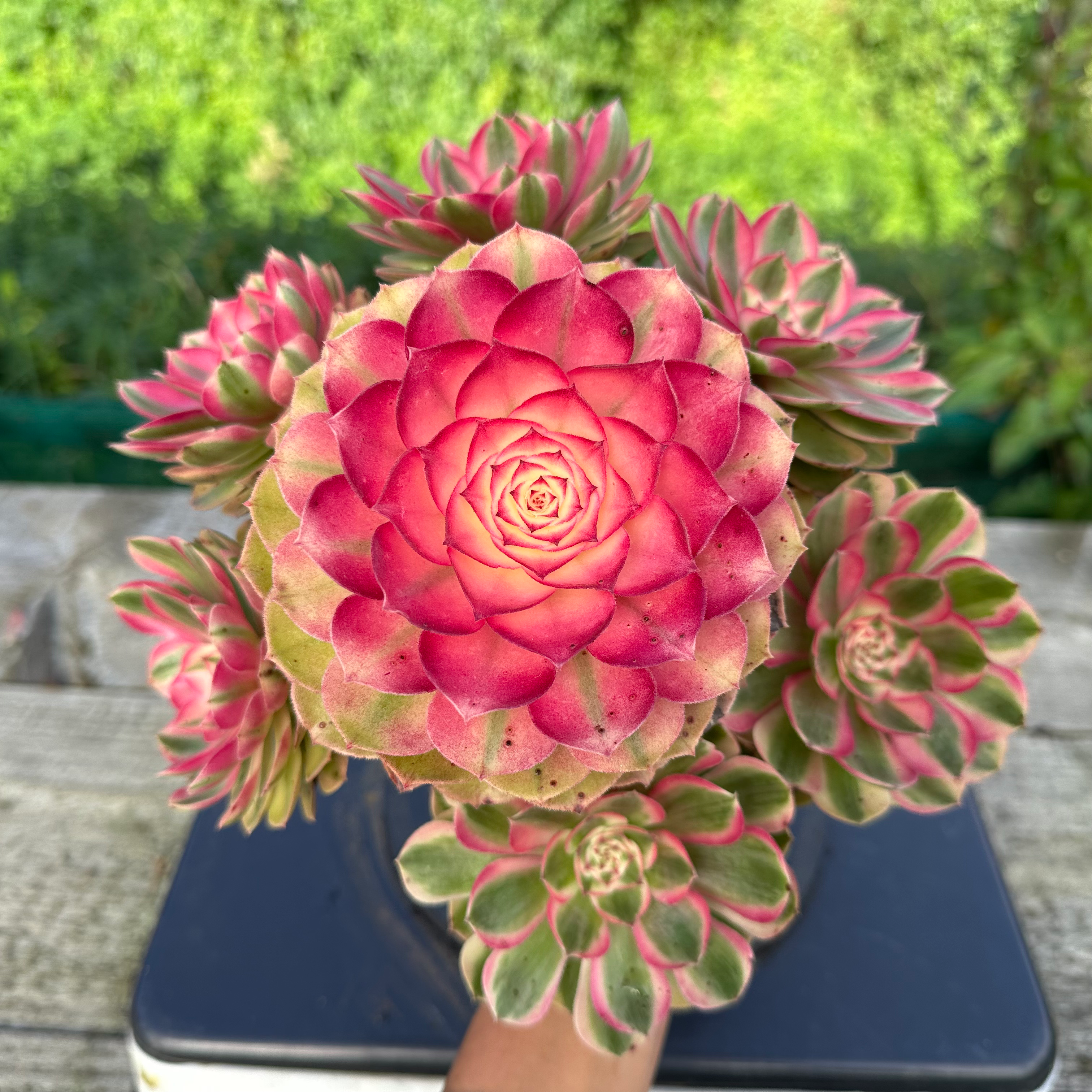 AEONIUM-UNIQUE 16-WILD ROSE VARIEGATED