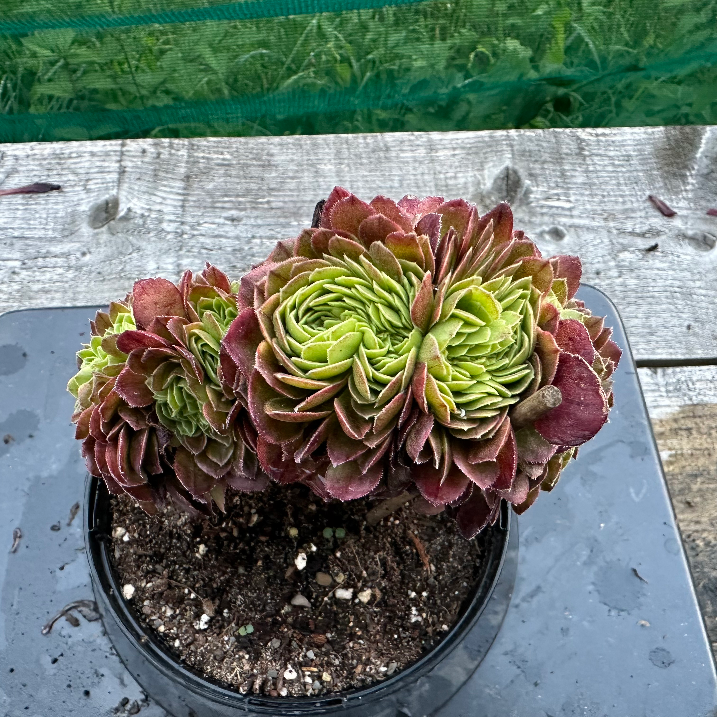 19 ON SALE-AEONIUM-UNIQUE 32-HALLOWEEN MILK WHITE VARIEGATED CRESTED