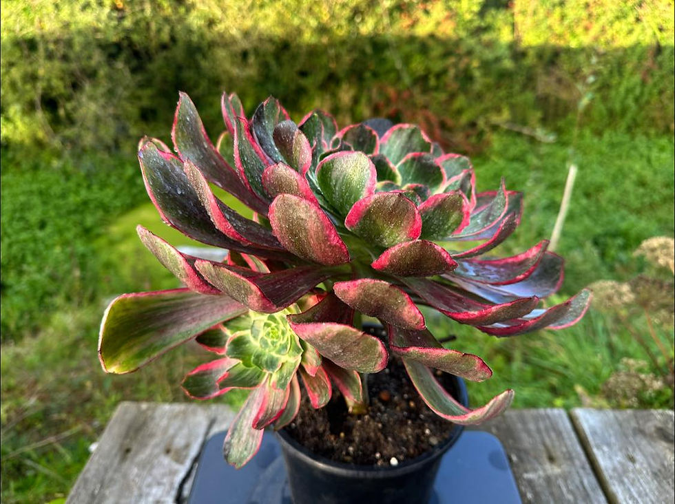 Thumbnail: AEONIUM-UNIQUE 7-DEVIL'S EYE (GRAY VOODOO) VARIEGATED