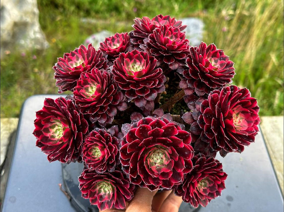 Thumbnail: AEONIUM-UNIQUE 8-ZWARTKIN WHITE VARIEGATED