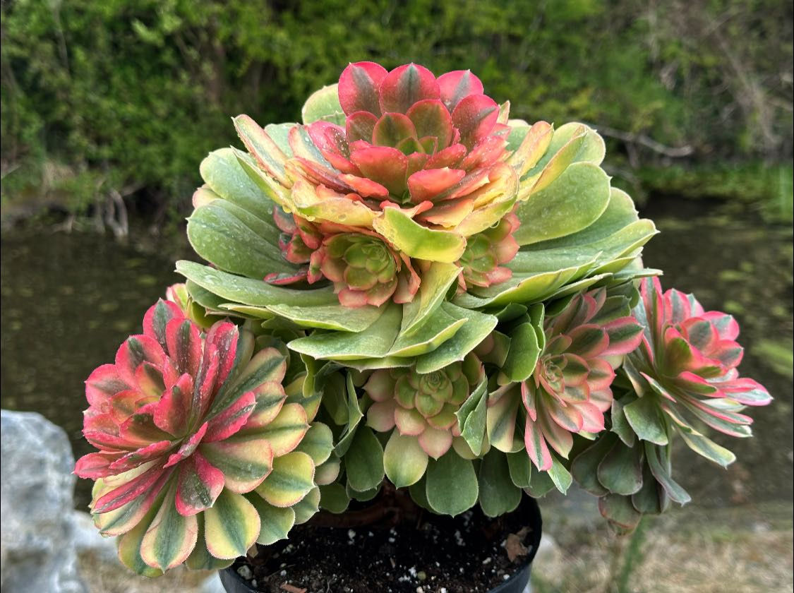 UNIQUE 50-LOKI VARIEGATED