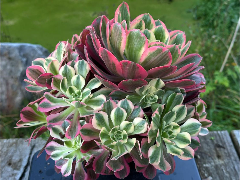 Thumbnail: AEONIUM-UNIQUE 9-PEACH BLOSSOM VARIEGATED