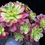 Thumbnail: 1 ON SALE-AEONIUM-UNIQUE 13-WEDDING DRESS VARIEGATED