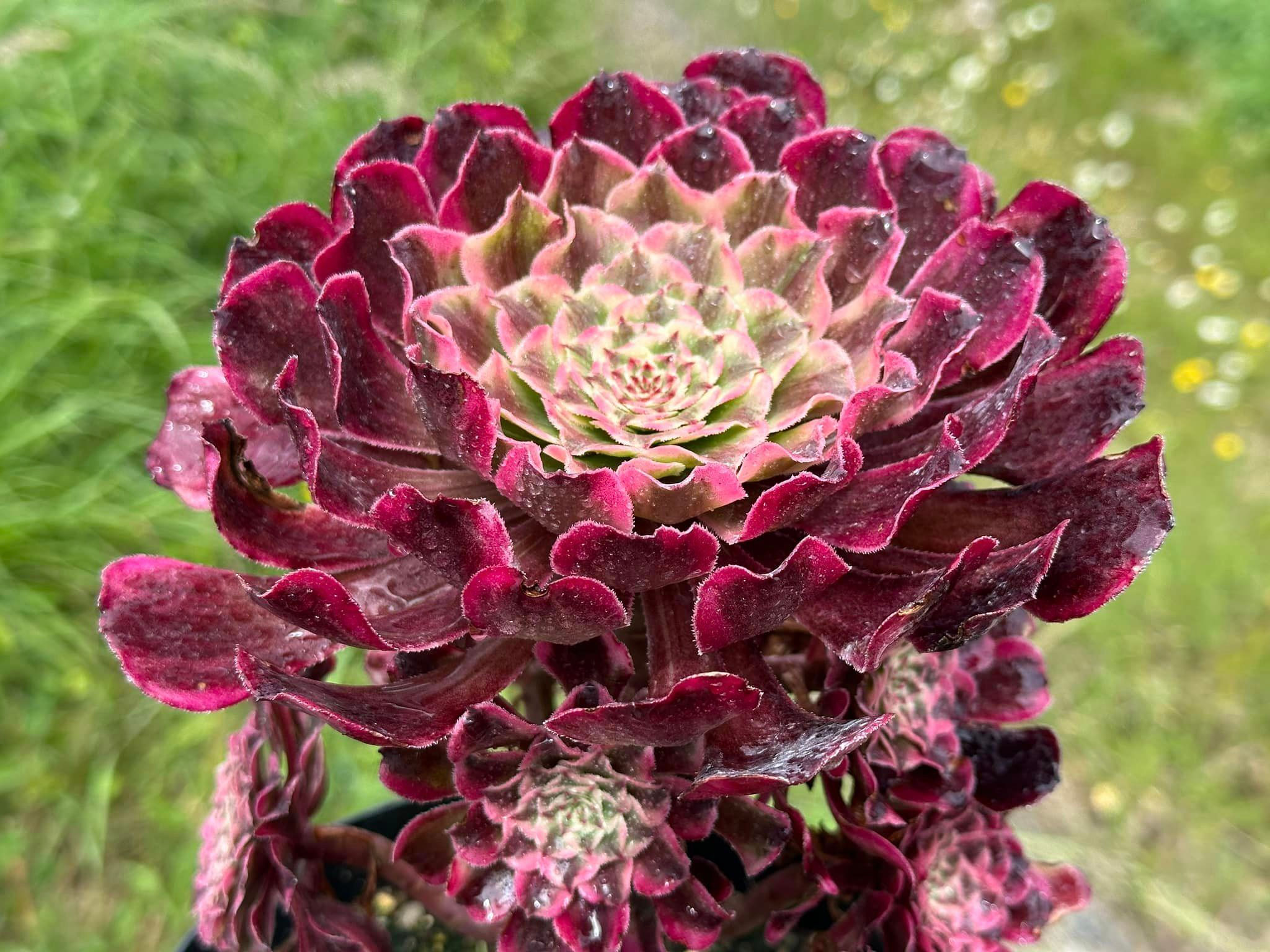 AEONIUM-UNIQUE 5-CURLED LEAVES INK PAINTING VARIEGATED