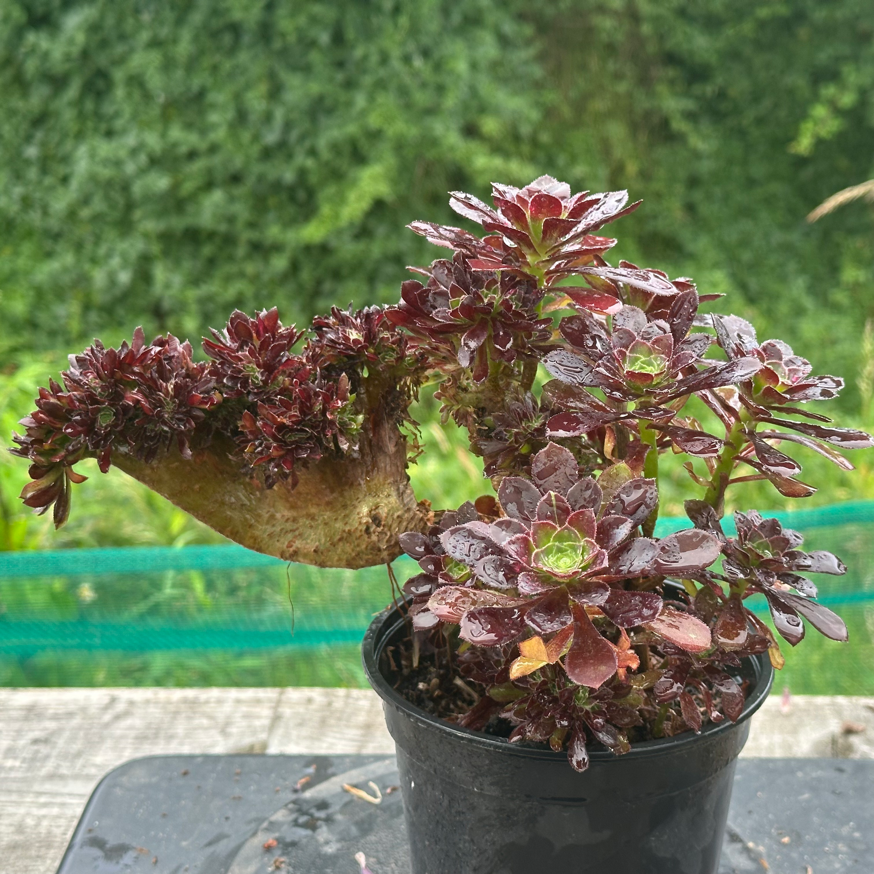 19 ON SALE-AEONIUM-UNIQUE 25-SUNSET VARIEGATED CRESTED