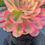 Thumbnail: AEONIUM-PINK WITCH VARIEGATED-S