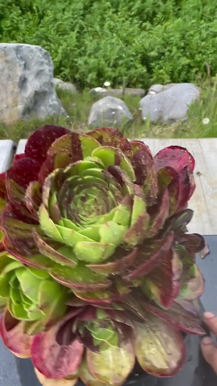 Thumbnail: AEONIUM-UNIQUE 15-HALLOWEEN BIG BANG VARIEGATED