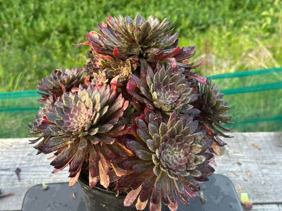 Thumbnail: AEONIUM-UNIQUE 2-PARIS NIGHT VARIEGATED