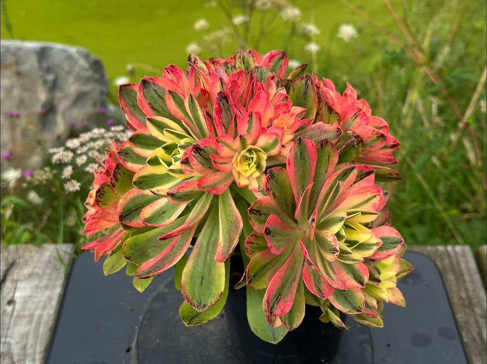 AEONIUM-UNIQUE 25-CHRISTMAS VARIEGATED (HOLOSPATULATUM)