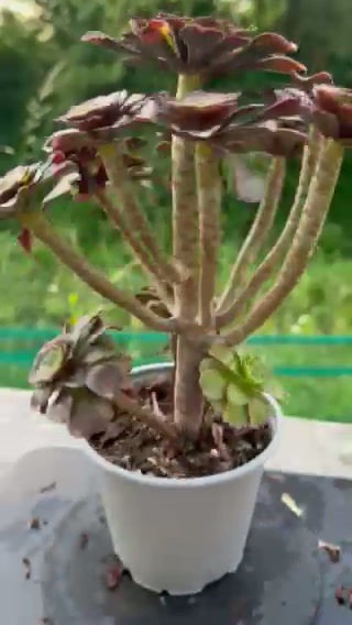 Thumbnail: 18 ON SALE-AEONIUM-UNIQUE 15-CHANEL BIG BANG VARIEGATED
