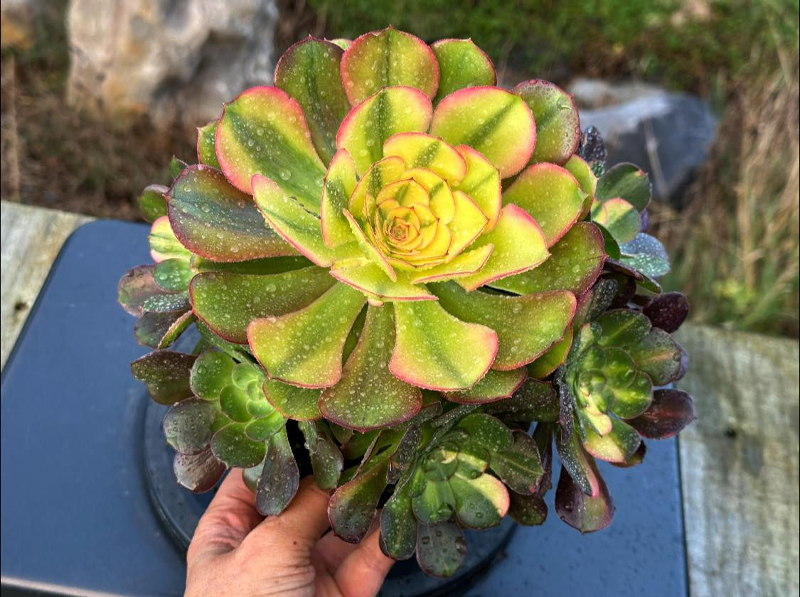 AEONIUM-UNIQUE 7-BLUSHING BEAUTY RAINBOW VARIEGATED