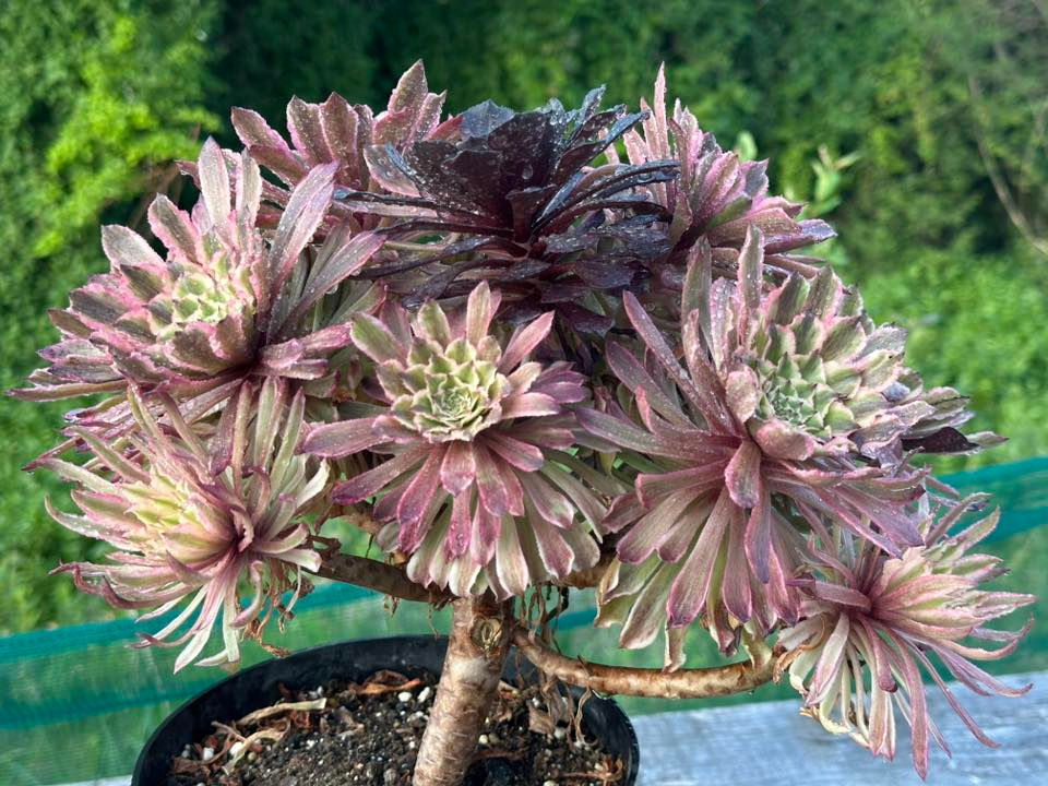 Thumbnail: AEONIUM-UNIQUE 7-GRAY POISON VARIEGATED