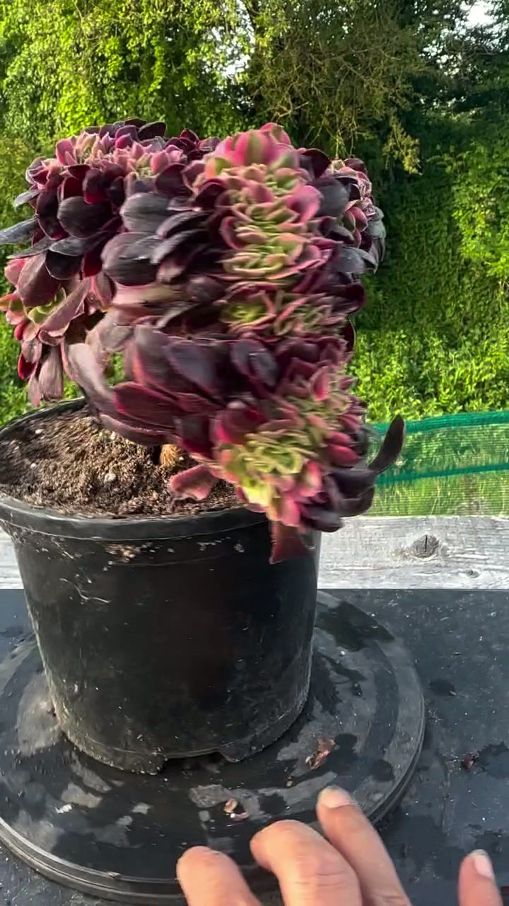 Thumbnail: AEONIUM-UNIQUE41-MEDUSA VARIEGATED CRESTED