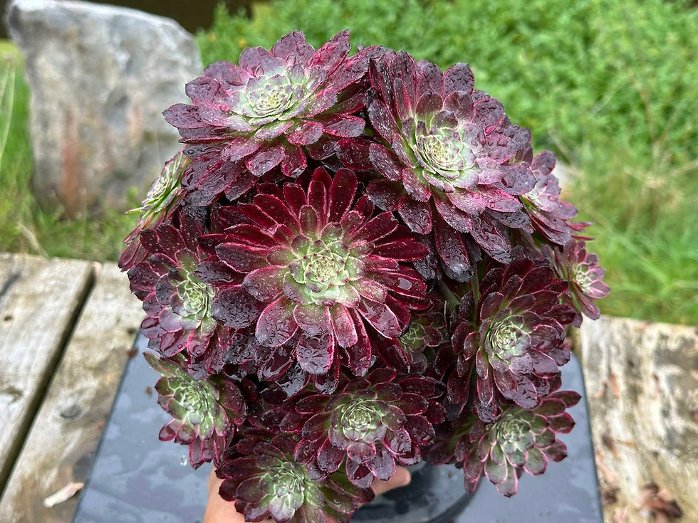 Thumbnail: 11 ON SALE-AEONIUM-UNIQUE 12-CHANG'E VARIEGATED