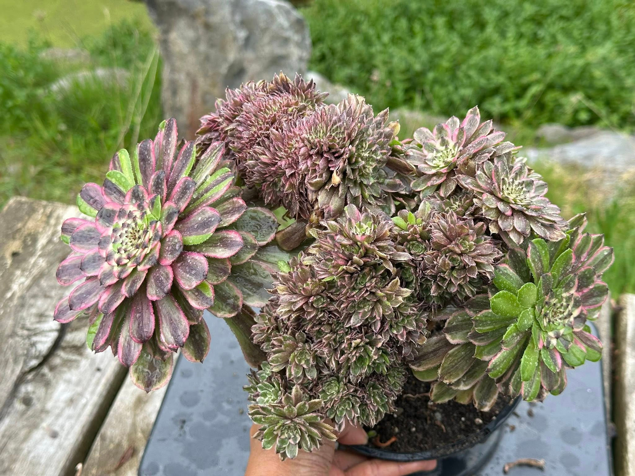 AEONIUM-UNIQUE 27-GLOW WARM VARIEGATED CRESTED