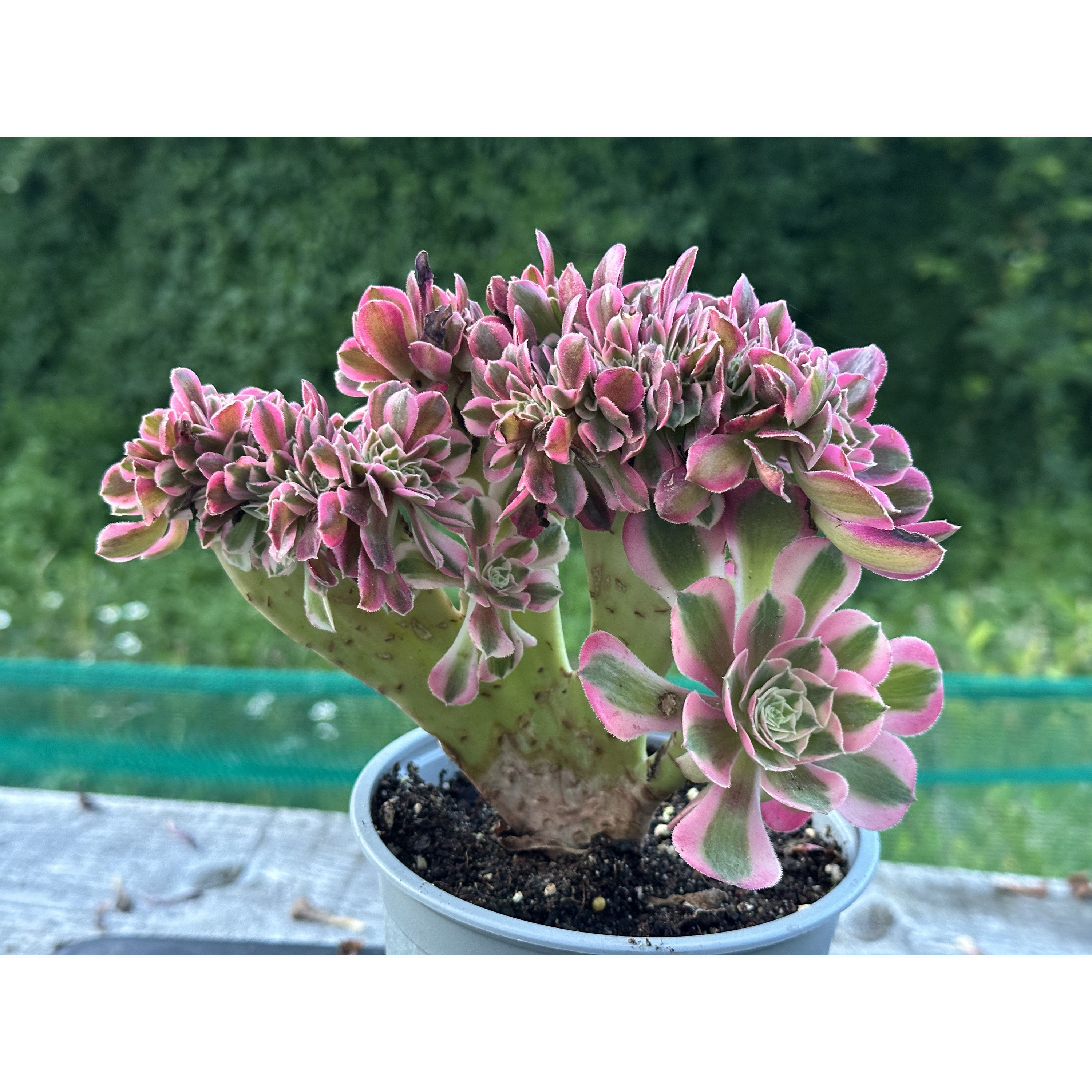 AEONIUM-UNIQUE 108-PINK WITCH VARIEGATED CRESTED