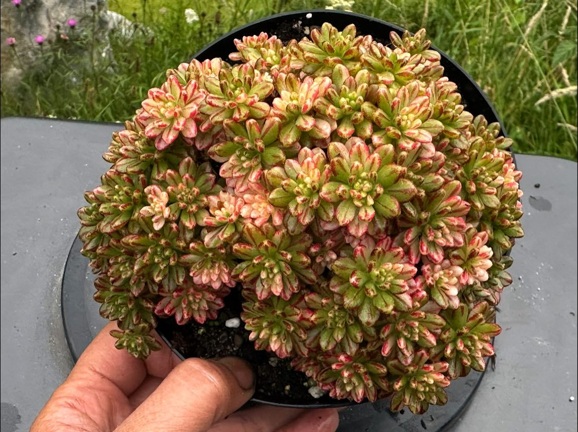 AEONIUM-SEDIFOLIUM VARIEGATED-M
