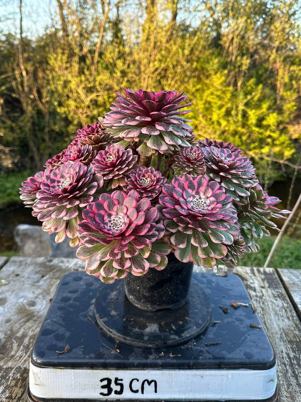 Thumbnail: AEONIUM-UNIQUE 9-PINK GARNET VARIEGATED (PINK BROZE)