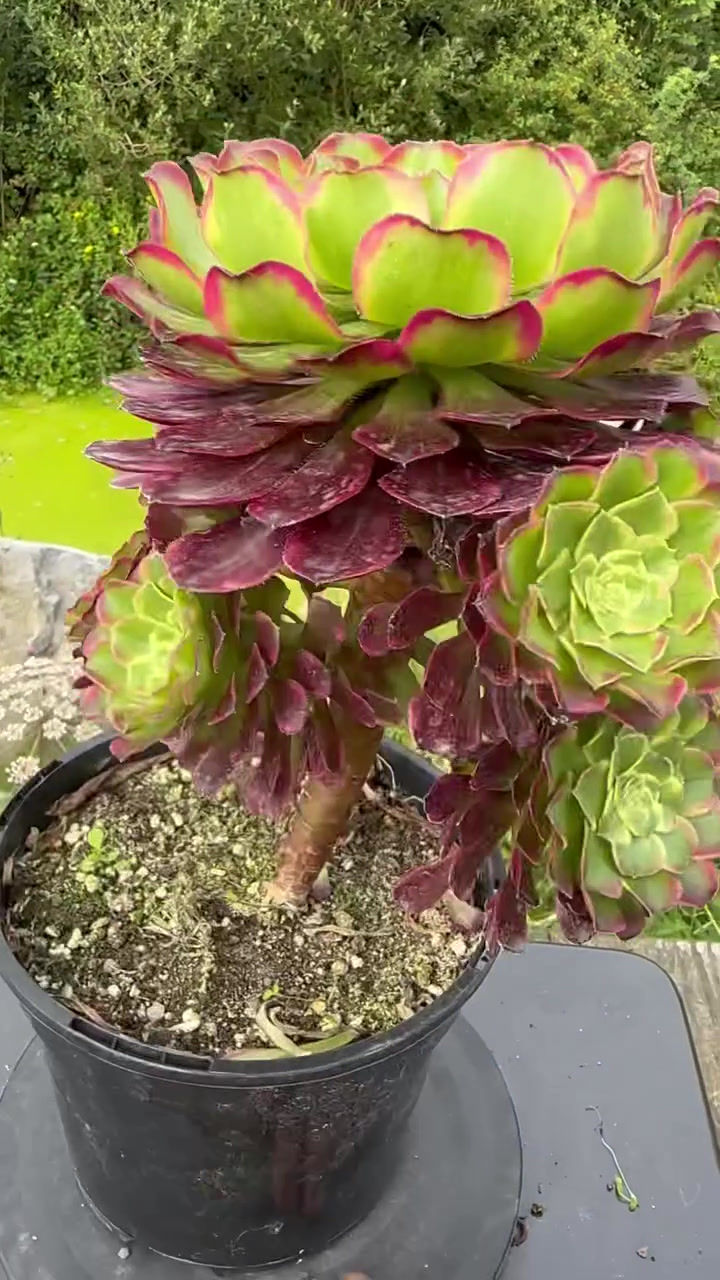 Thumbnail: AEONIUM-UNIQUE 6-BLOODY WAVE VARIEGATED (PURPLE WAVE)