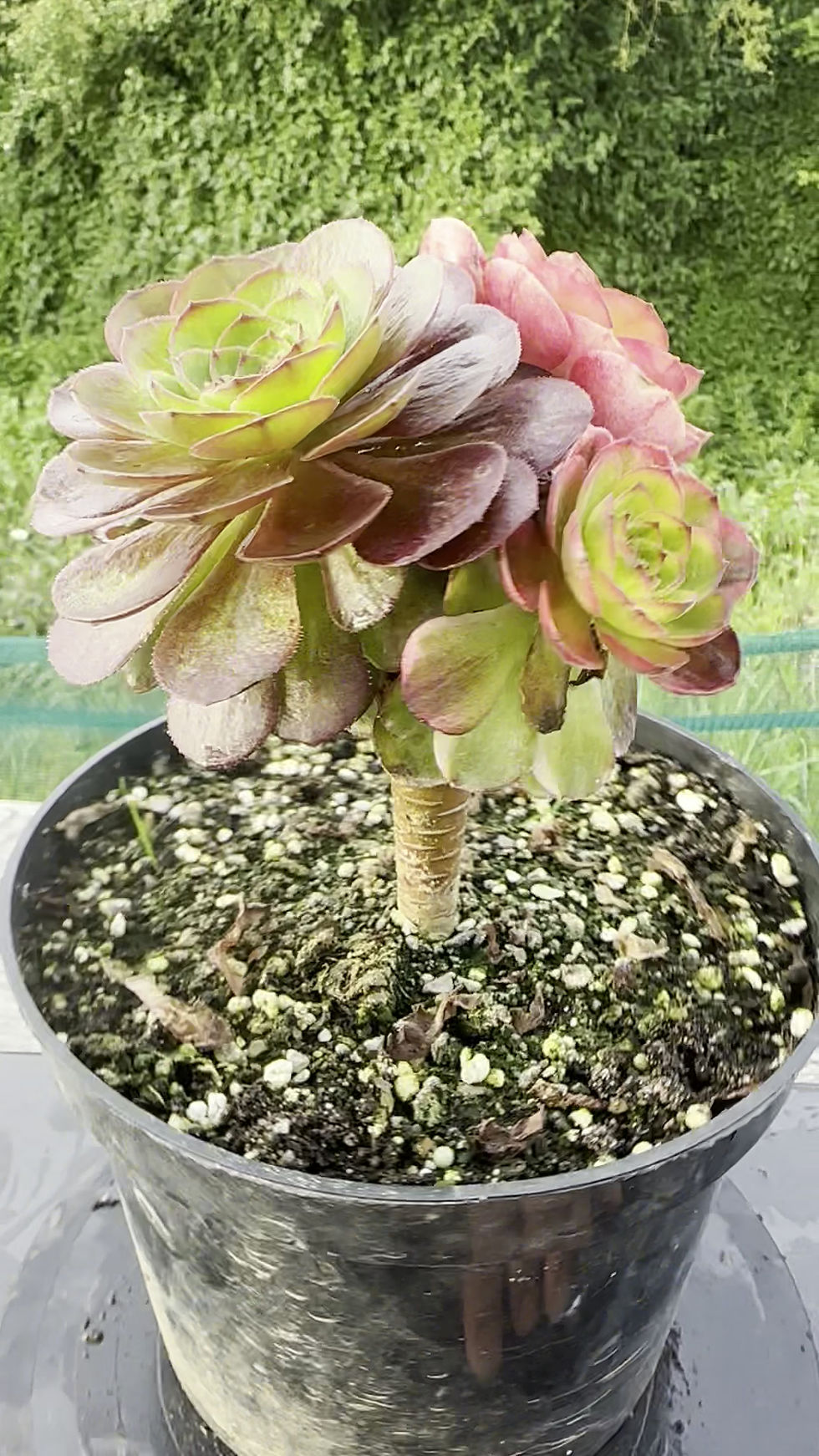 Thumbnail: 17 ON SALE-AEONIUM-UNIQUE 17-HALLOWEEN RAINBOW VARIEGATED