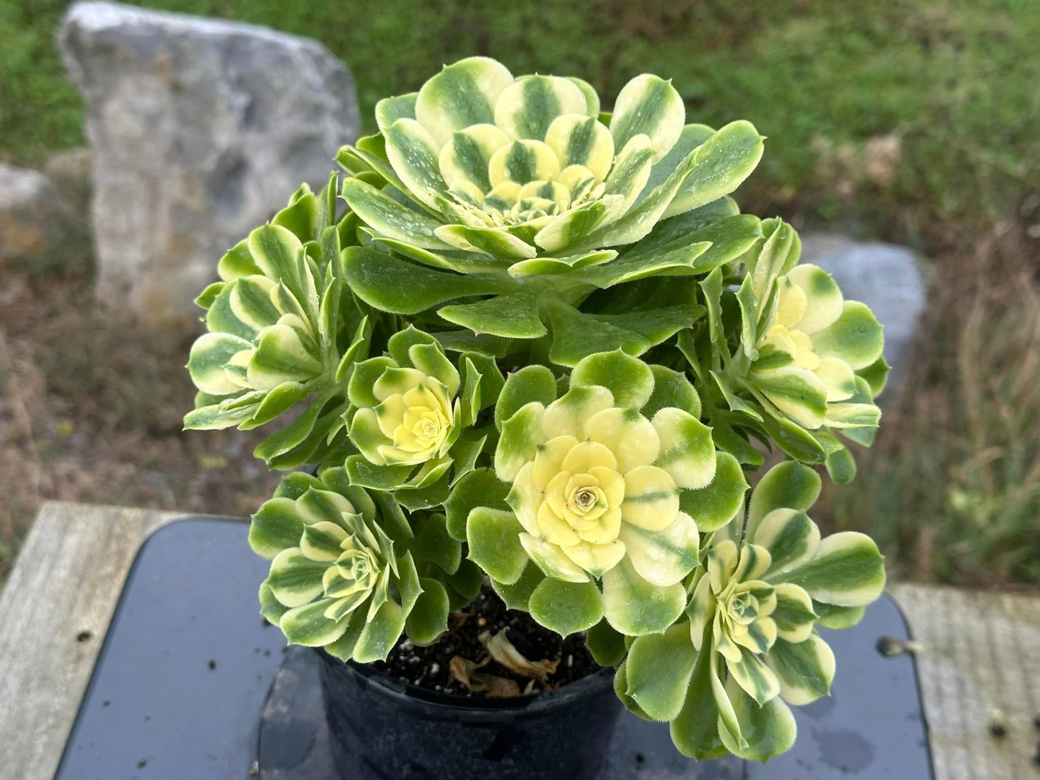 AEONIUM-UNIQUE 1-SINYA VARIEGATED