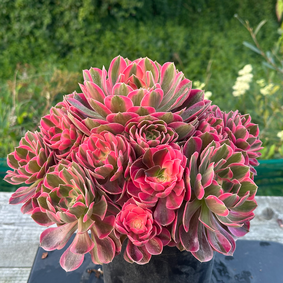 Thumbnail: AEONIUM-UNIQUE 2-BLOOM TIME (HUAYANGNIANHUA) VARIEGATED