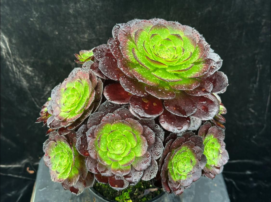 5 ON SALE-AEONIUM-UNIQUE 16-BLACK HALLOWEEN VARIEGATED