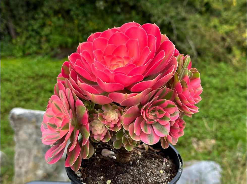 Thumbnail: AEONIUM-UNIQUE 49-PRINCESS VARIEGATED
