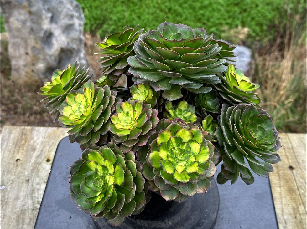 Thumbnail: AEONIUM-UNIQUE 2-NEPTUNE MIDDLE RAINBOW VARIEGATED