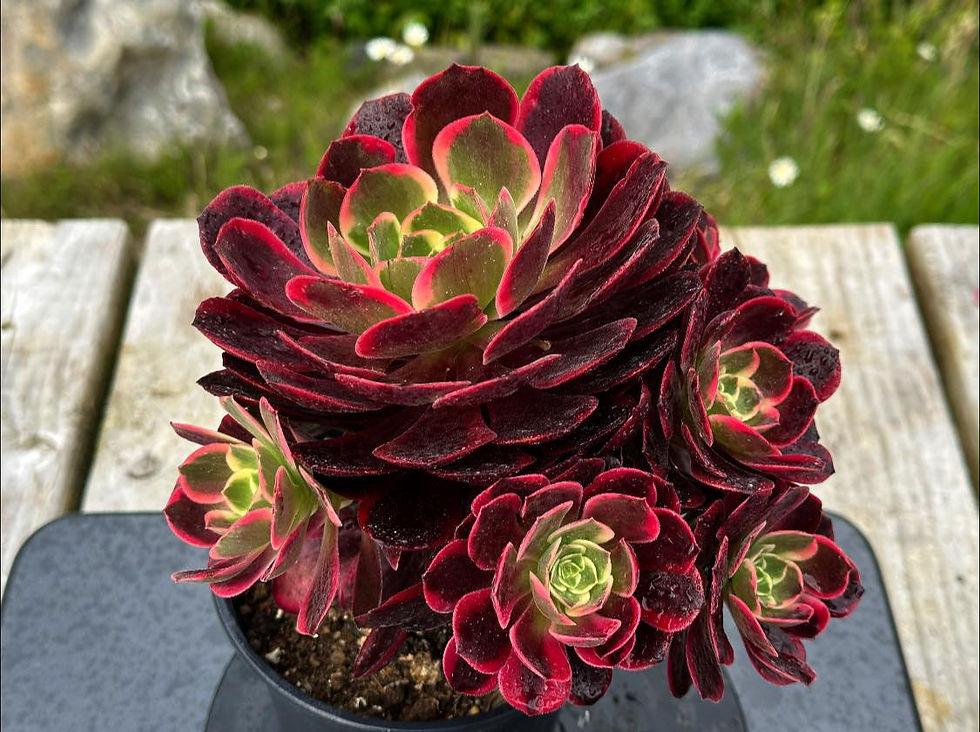 Thumbnail: AEONIUM-UNIQUE 9-CANARY VARIEGATED
