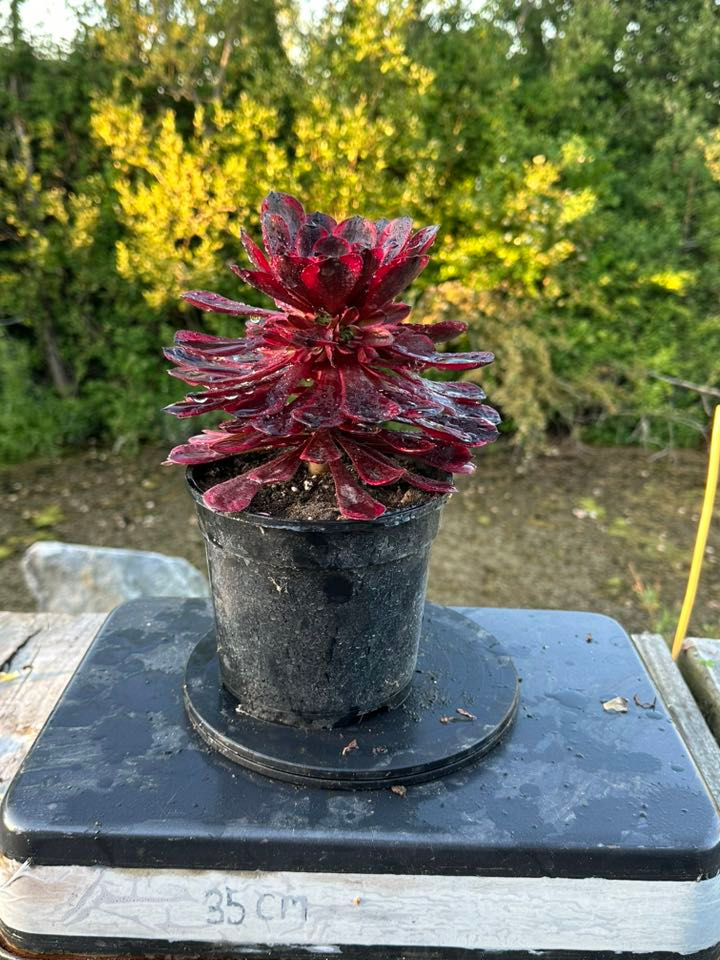 Thumbnail: AEONIUM-PURPLE VELVET VARIEGATED-S