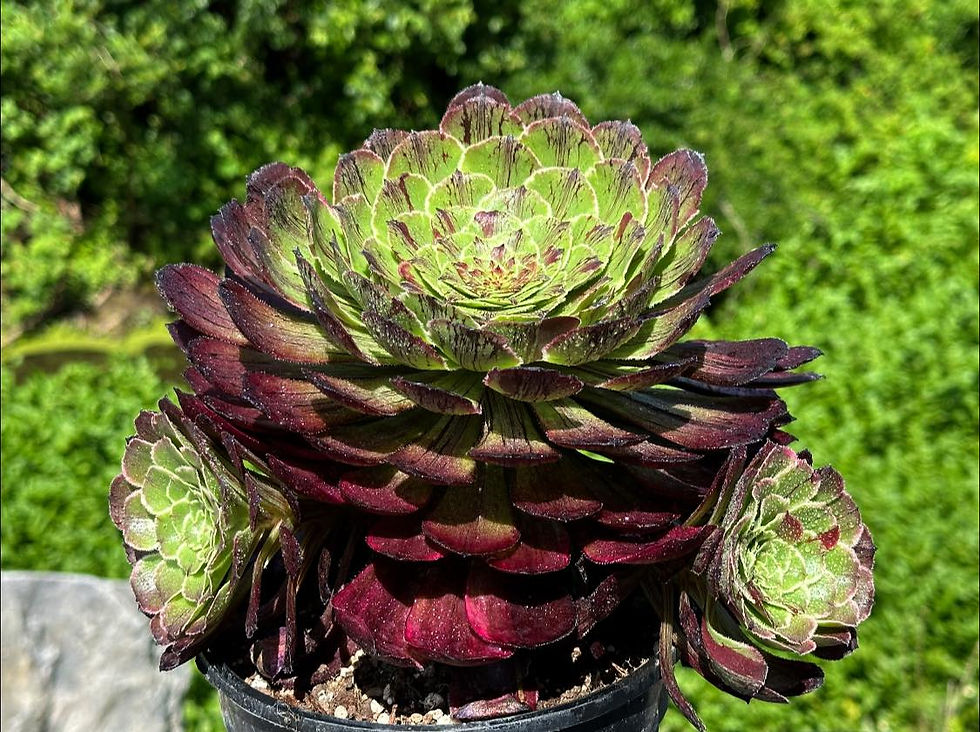 Thumbnail: AEONIUM-UNIQUE 3-INK PAINTING BIG BANG VARIEGATED