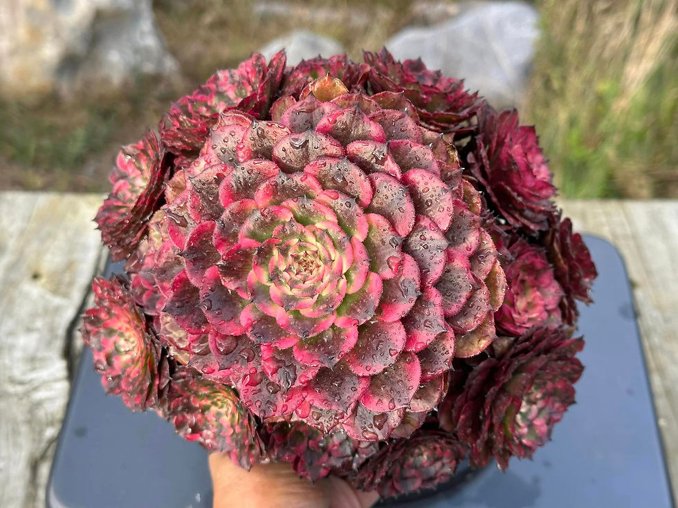 Thumbnail: AEONIUM-UNIQUE 4-JIYUE VARIEGATED