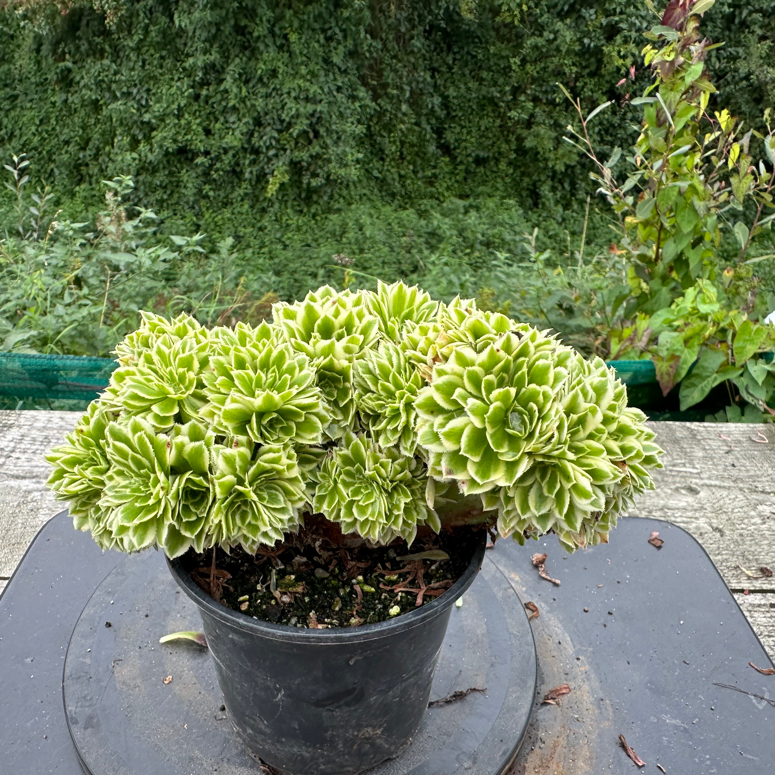 27 ON SALE-AEONIUM-UNIQUE 27-GREEN WAVE VARIEGATED